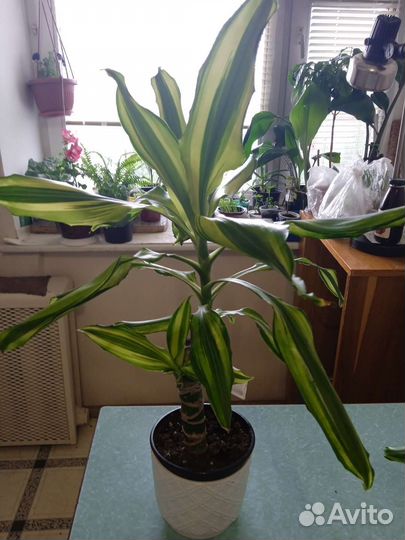 Корделина и драцена