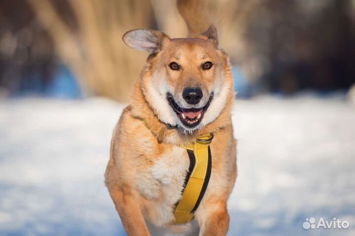 Собака в добрые руки