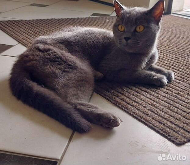 Кошка британская короткошерстная