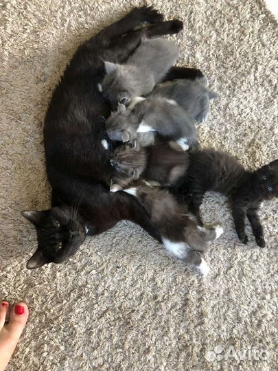 Котята британцы (метисы)