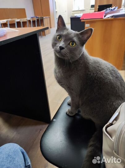 Британский кот