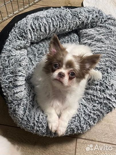 Очень красивый мальчик чихуахуа