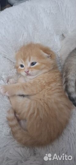 Шотландские шиншиллы котята