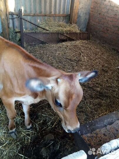 Телочка джерси