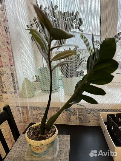 Замиокулькас