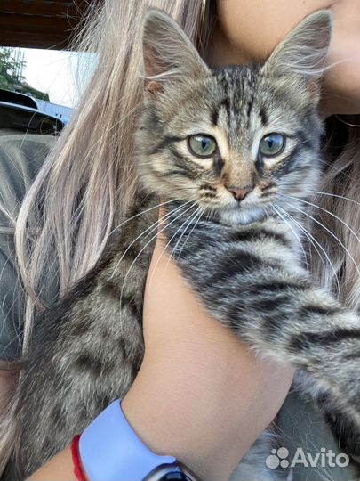 Отдам в хорошие руки котенка мальчик 3 мес