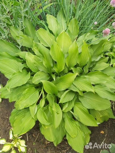 Хоста растение