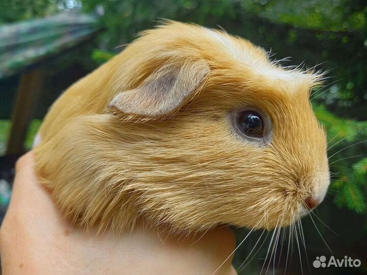 Морская свинка