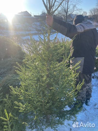 Сосна оптом