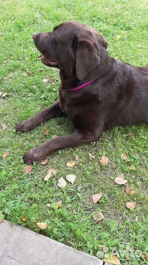 Собака для вязки