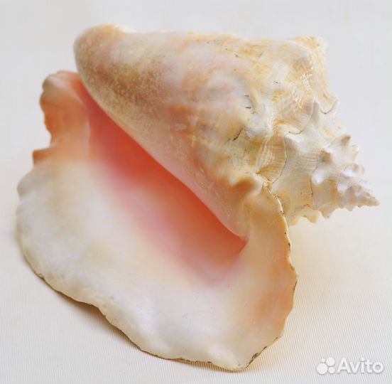 Strombus Gigas морские раковины