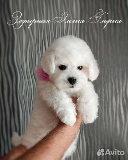 Щенки бишон фризе