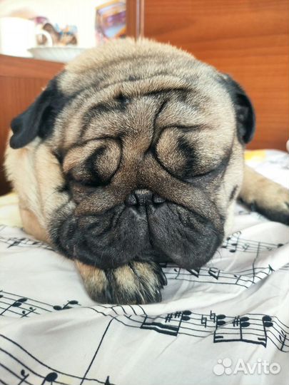 Передержка собак, гостиница для собак,зоогостиница