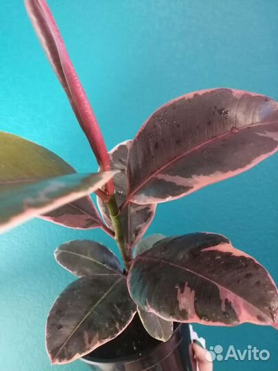 Фикус эластика розовый белиз