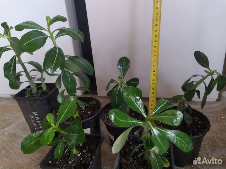 Адениумы микс