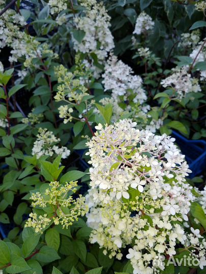 Гортензия метельчатая