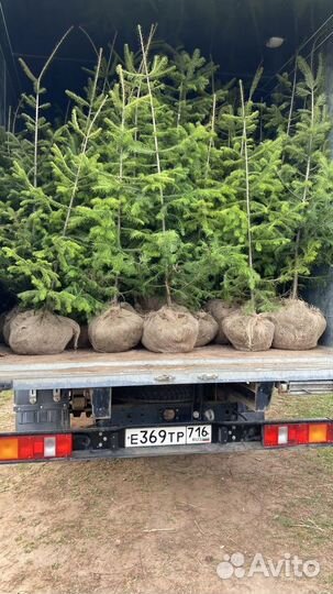 Пихта сибирская