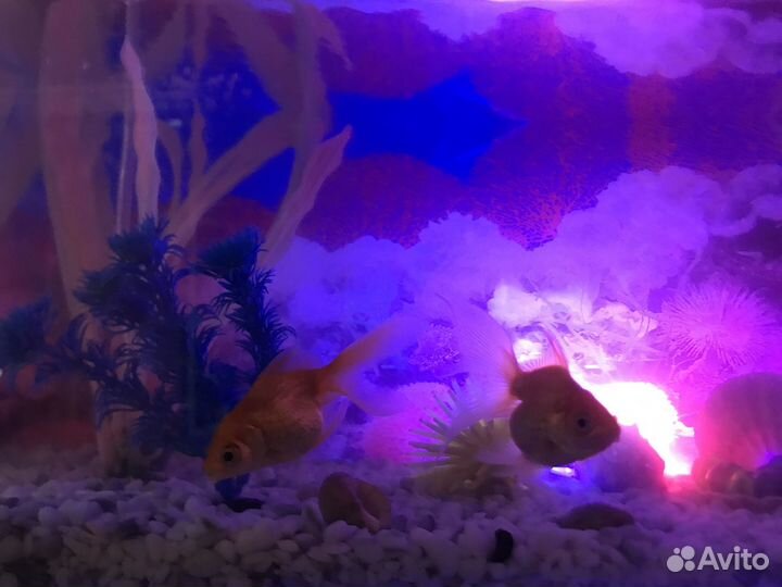 Аквариумные рыбки