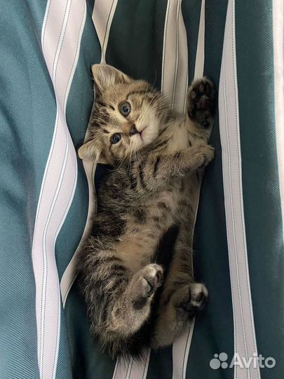 Котенок