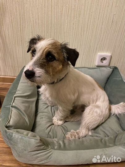 Выгул собак. Передержка