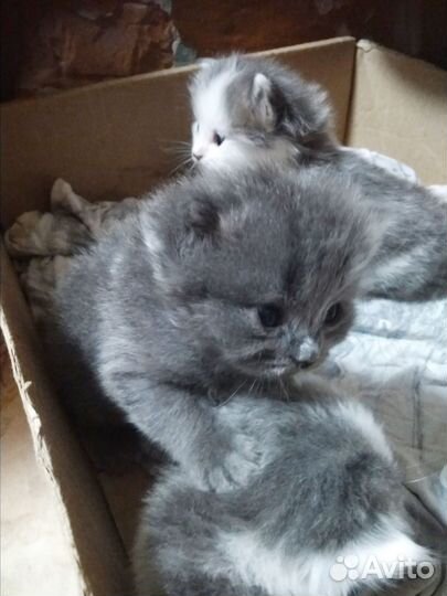Котята добрым людям
