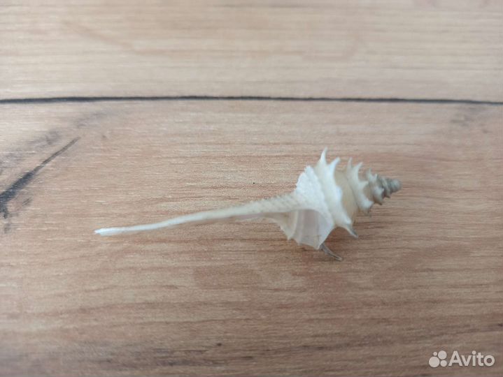 Морская раковина