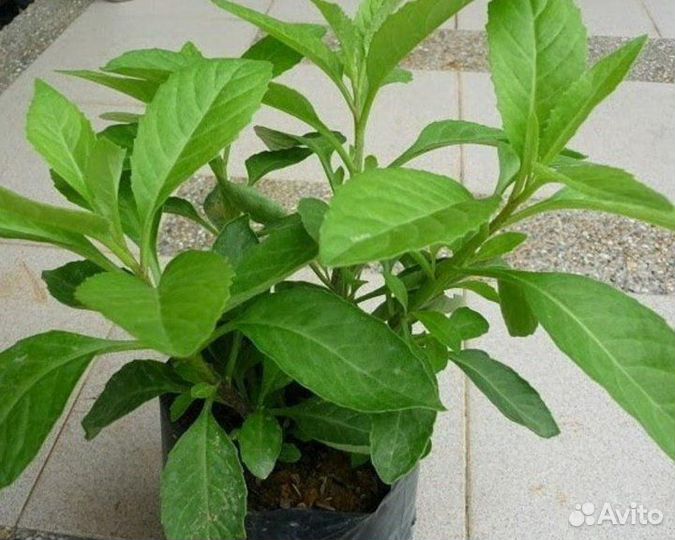 Джинура прокумбенс(Листья бога)