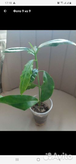 Хойя imperialis pink, Macrophylla albomarginata