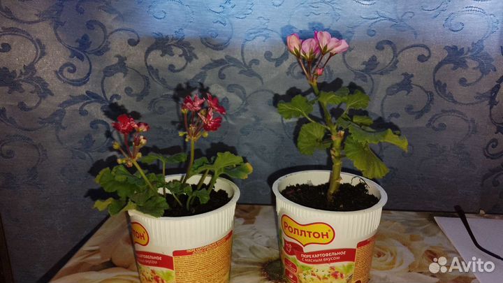 Комнатные цветы