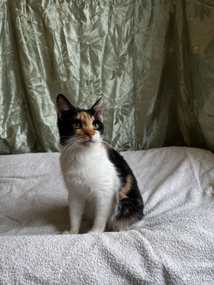 Котёнок в добрые руки, Краснодар