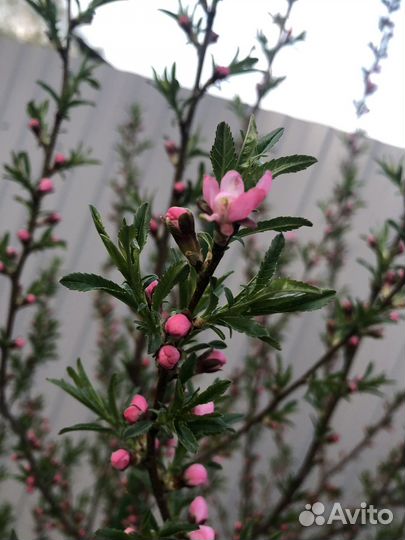 Миндаль декоративный