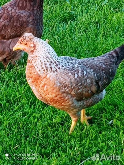 Куриное и Гусиное инкубационное яйцо