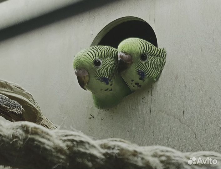 Птенцы волнистый попугай