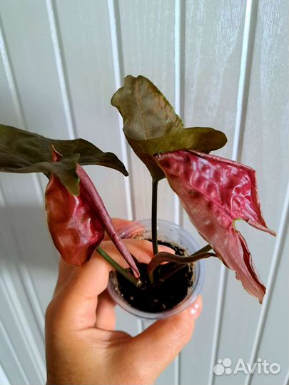 Хойя Фикус вар Сингониум шоколад цены разные