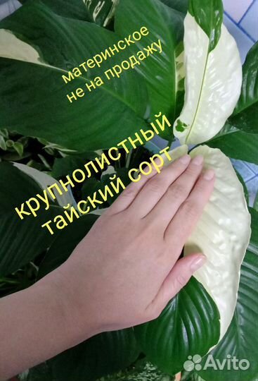 Спатифиллум Пикассо