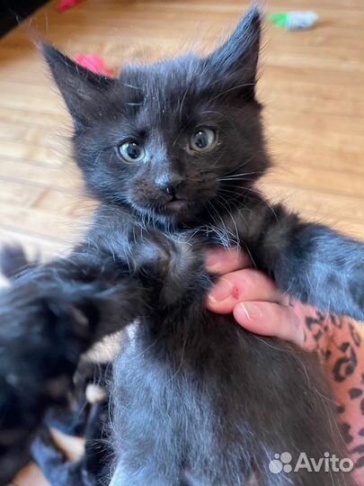 Черные и черно-белые котята ищут семьи
