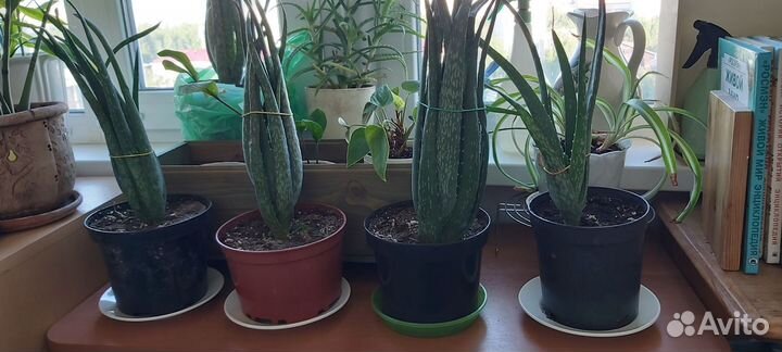 Алоэ вера растение