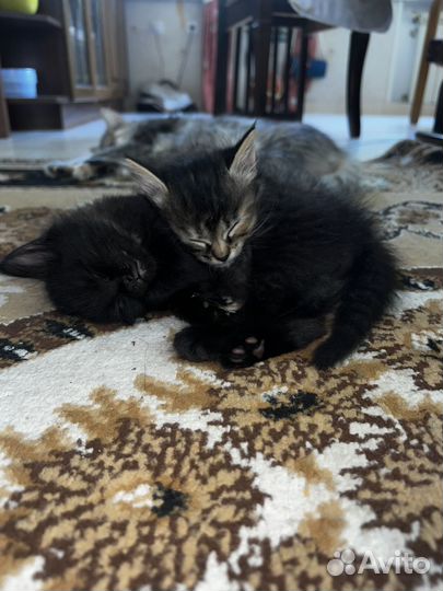 Продаётся котёнок. Почти рысь