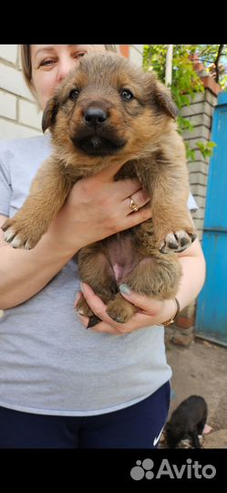 Щенята(девочки) мама немецкая