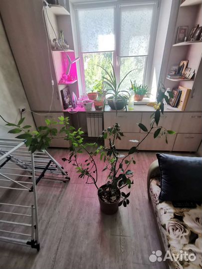 Лавровое дерево