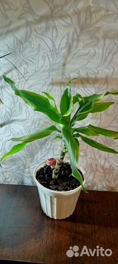 Драцены, бегония, кордилина