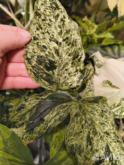 Сингониум Мохито (Mottled Arrowhead)