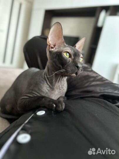 Канадский сфинкс вязка