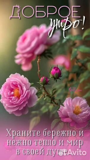 Суккуленты Пятигорск готовые садики и горшочки из