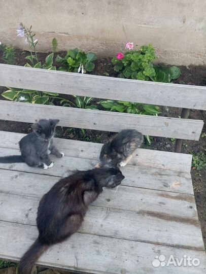 Домашние животные бесплатно