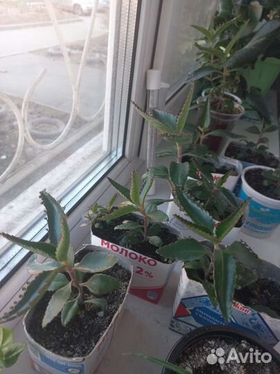 Каланхоэ лечебное