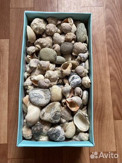 Коробка морских ракушек и камней