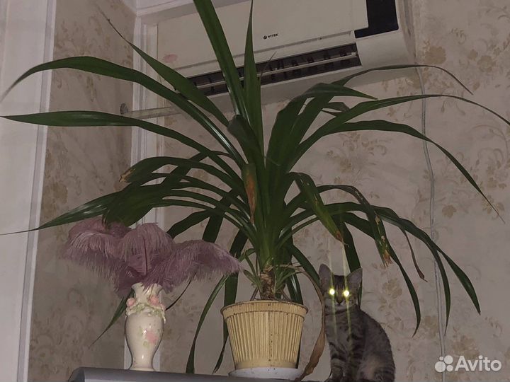 Пальма панданус (торг)