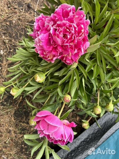 Корни пионов