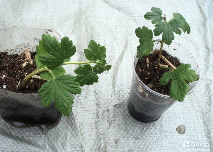 Крыжовник сорт Северный капитан - саженцы